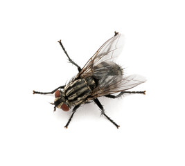 Fototapeta na wymiar macro of fly