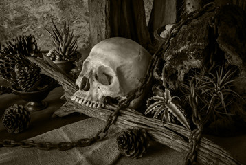 Still life with a human skull with desert plants.
