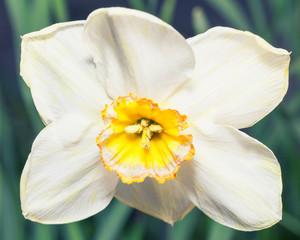Big beautiful narcissus
