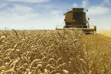 Wheat harvesting