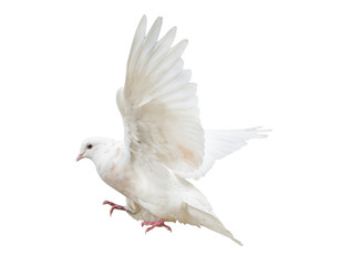 flying isolated light pigeon