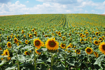 Naklejka premium Sonnenblume