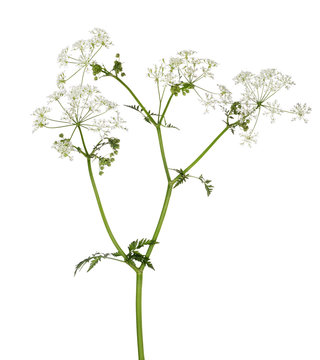 poison parsley flowers isolated on white