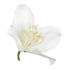 pure white single jasmin bloom