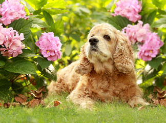 The red dog of breed an English cocker a spaniel lies in a garde
