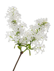 isolated pure white lilac twin branch