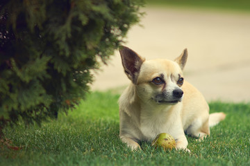 Chihuahua