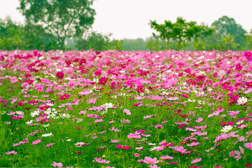 Cosmos flower fields