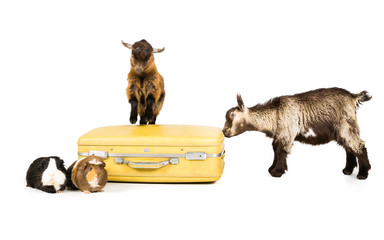 Goats on a suitcase