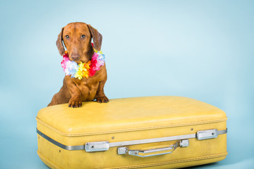 Dachshund on a suitcase