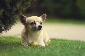 Chihuahua