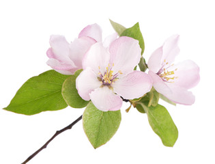 Fototapeta na wymiar apple tree blossoms