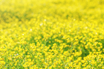 Fototapeta premium A field of bright yellow flowers