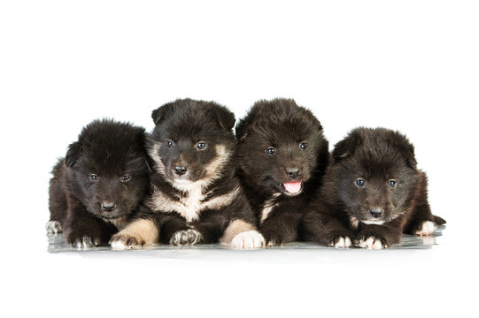 Four sweet fluffy puppies