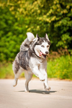 Siberian Husky Dog Running In Summer