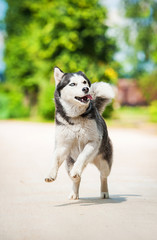 Siberian husky dog running in summer