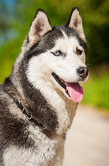 Portrait of siberian husky with different colored eyes