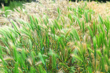 Green spikelets, outdoors