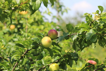 зреющие сливы на ветке на зелёном фоне