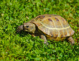 A land turtle is in a grass