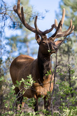 The deer  in Grand canyon national park USA