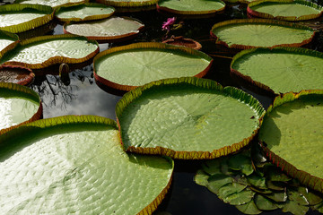green leaf of lotus flower