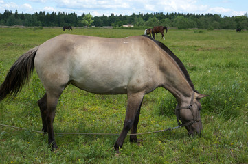 Fototapete bei efototapeten.de bestellen   