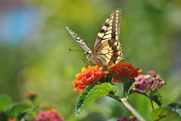Colors of Sardinia - Papilio machaon