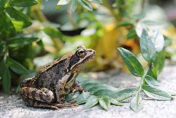 toad under the leaves