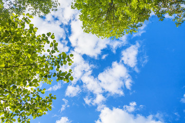 Beautiful blue sky with white clouds and green leaves looking up - 67369974