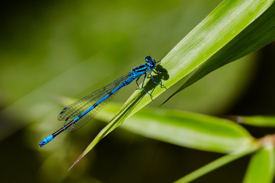 blaue Libelle auf spitzem Schilfblatt
