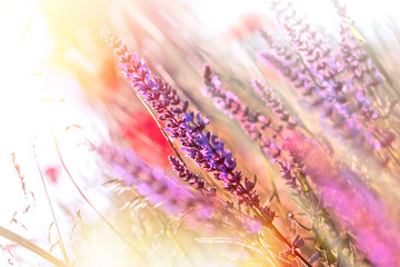 Fototapety  Fioletowe kwiaty polne oświetlone promieniami słońca