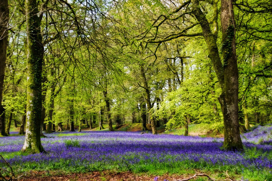 Bluebells At Blackbury Camp