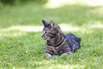 cute cat relaxes in the garden