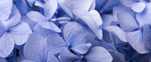 Kwiatowe tło © Zbyszek Nowak