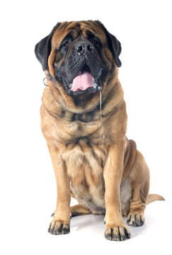 Slobber Of Mastiff