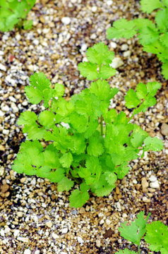 カメムシソウ のストック写真 ロイヤリティフリーの画像 ベクター イラスト Adobe Stock