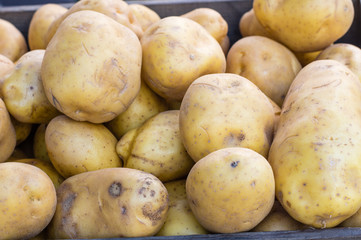 New crop white potatoes at market