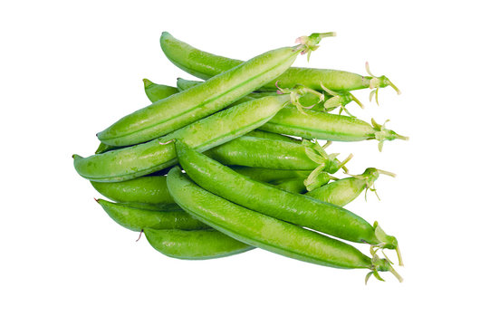 Fresh picked green pea pods isolated