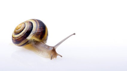 ślimak © Zbyszek Nowak