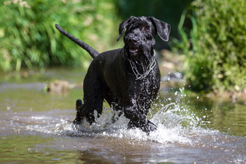 Riesenschnauzer