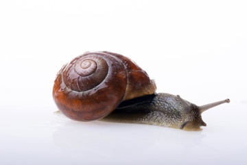 ślimak © Zbyszek Nowak