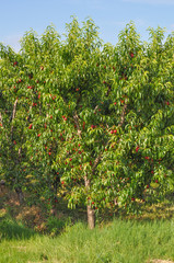Prunus fruit tree