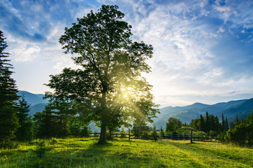 Fototapeta premium Carpathian mountain landscape with tree