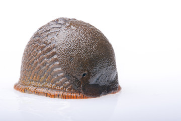 ślinik wielki © Zbyszek Nowak