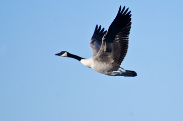 Naklejka premium Canada Goose Flying in Blue Sky