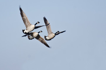 Three Canada Geese Flying in Blue Sky