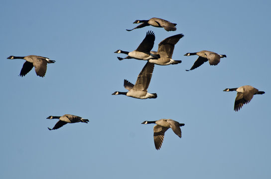 Large Flock of Geese Flying in Blue Sky