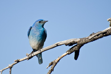 Mountain Bluebird Perched in a Tree
