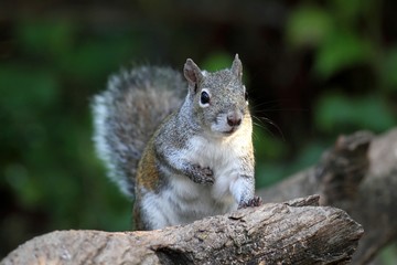 Gray Squirrel
